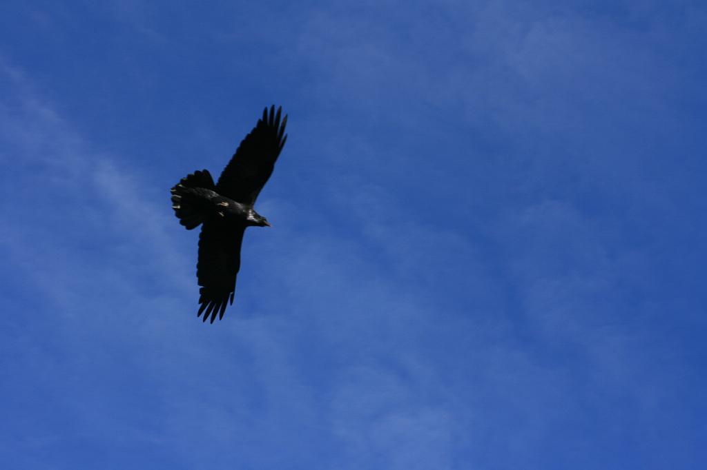 20081026 Grand Canyon 010.jpg - Grand Canyon - Big crow